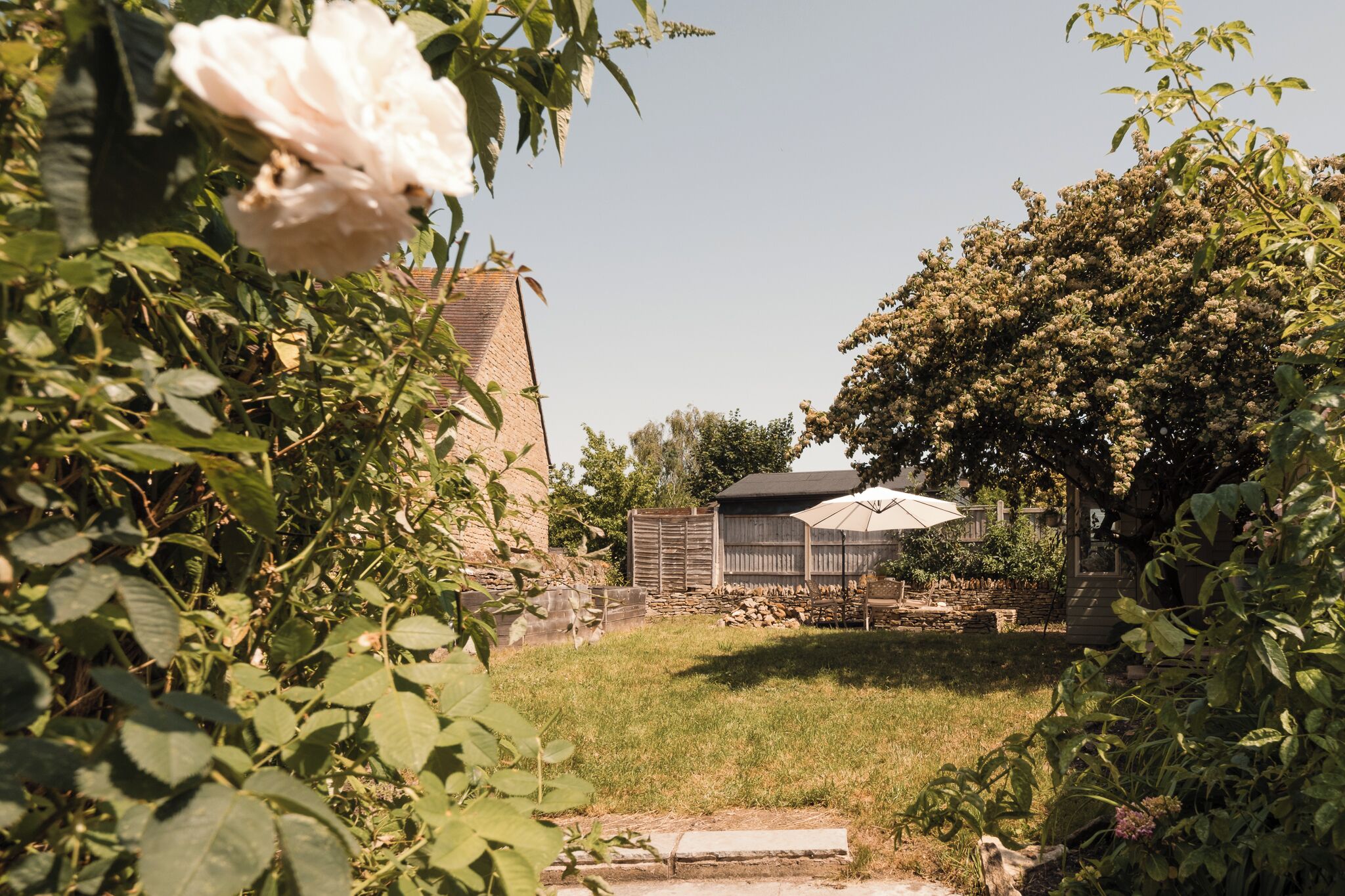 A garden with a white rose, a wooden shed, and a stone wall.
