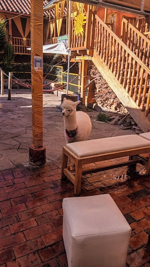 Terrace/patio - Loki Boutique Cusco (Cusco)