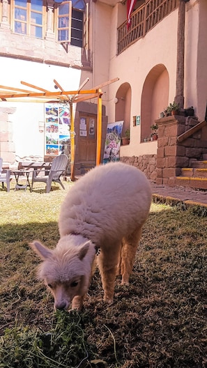 Property grounds - Loki Boutique Cusco (Cusco)
