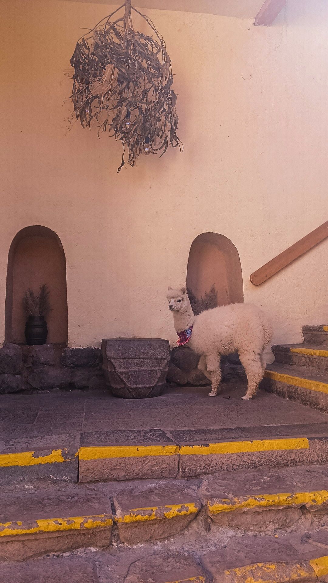 Una llama parada en una escalera de piedra con líneas de seguridad amarillas, frente a un muro con dos arcos y una planta colgante.
