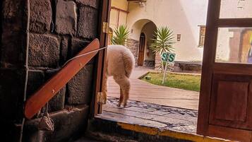 Un perro está de pie sobre una escalera de piedra que lleva a la entrada de un edificio.