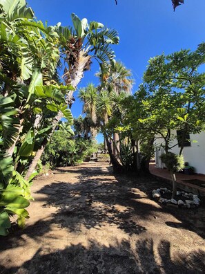 Un jardín con plantas diversas y un sendero de tierra.
