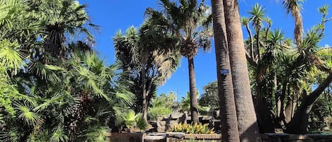 A garden with palm trees and a paved walkway.