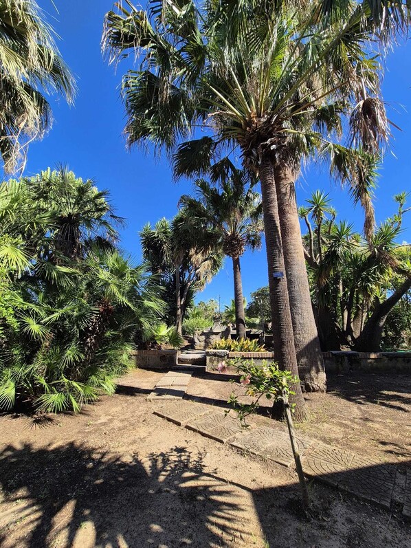 A garden with palm trees and a paved walkway.
