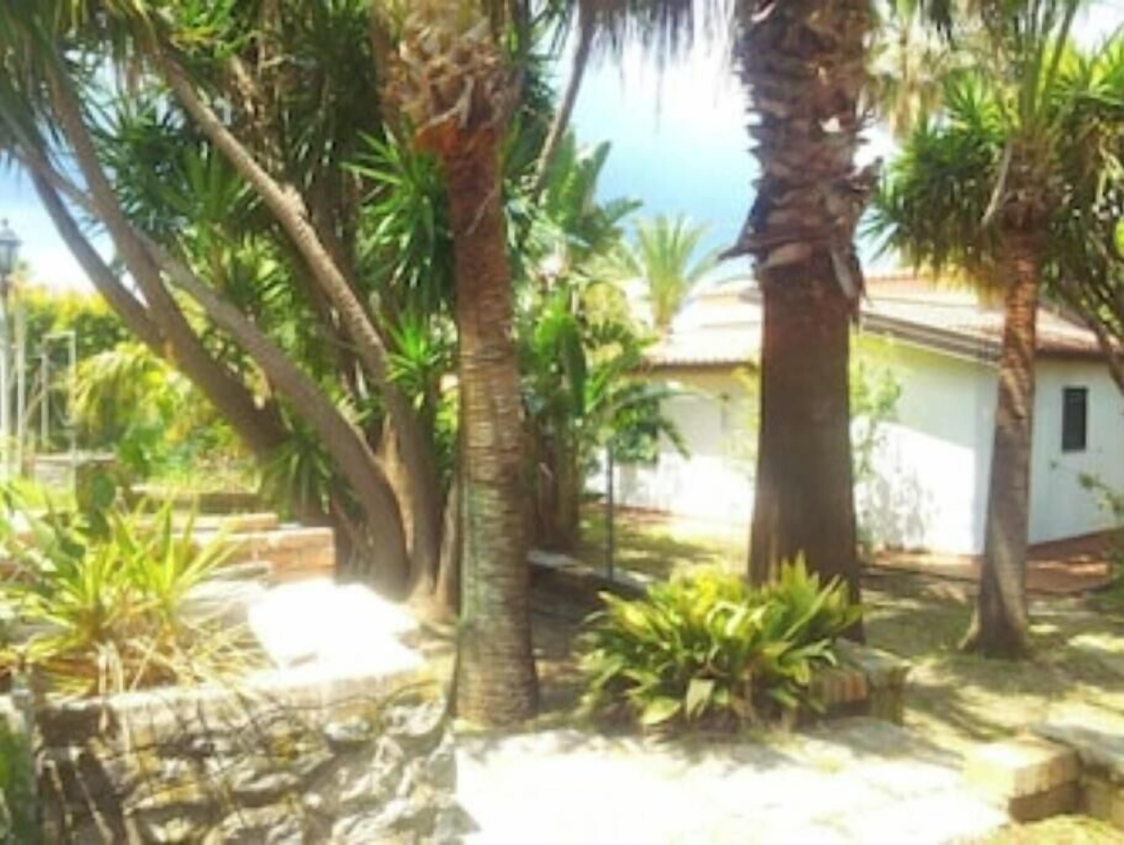Un jardin avec des palmiers et un bâtiment blanc.
