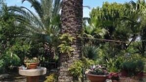 Ein Garten mit einer Palme, Topfpflanzen und einer Steinsitzbank.