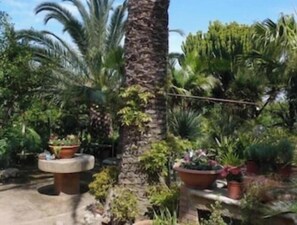 A garden with a palm tree, potted plants, and a stone bench. - A wonderful villa surrounded by lush greenery, peacefully located near the beach (Calabria)