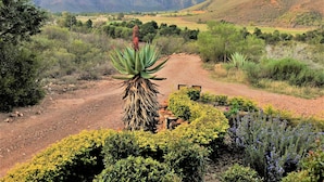 A desert landscape with a prominent agave plant in the foreground, a dirt path, and distant mountains. - Oaksrest Vineyards Guest Farm (Ladismith)