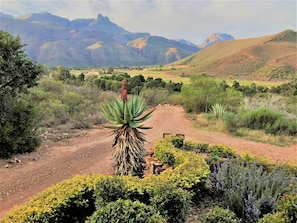 A desert landscape with a prominent agave plant in the foreground, a dirt path, and distant mountains. - Oaksrest Vineyards Guest Farm (Ladismith)