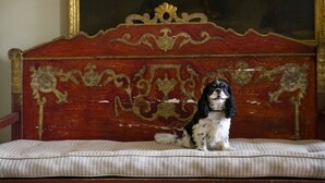 Un chien assis sur un lit doté d’une tête de lit décorative.