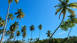 A tropical landscape with tall palm trees and a clear blue sky. - Private Pool Villa (Tangalle)