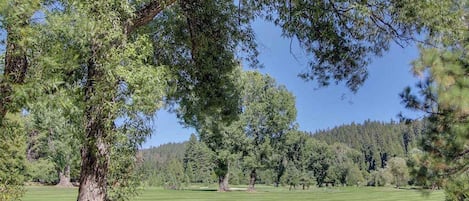 A golf course with a large tree in the foreground and a forest in the background.