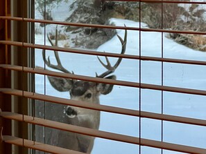 A window with horizontal blinds, through which a deer with large antlers is visible.
