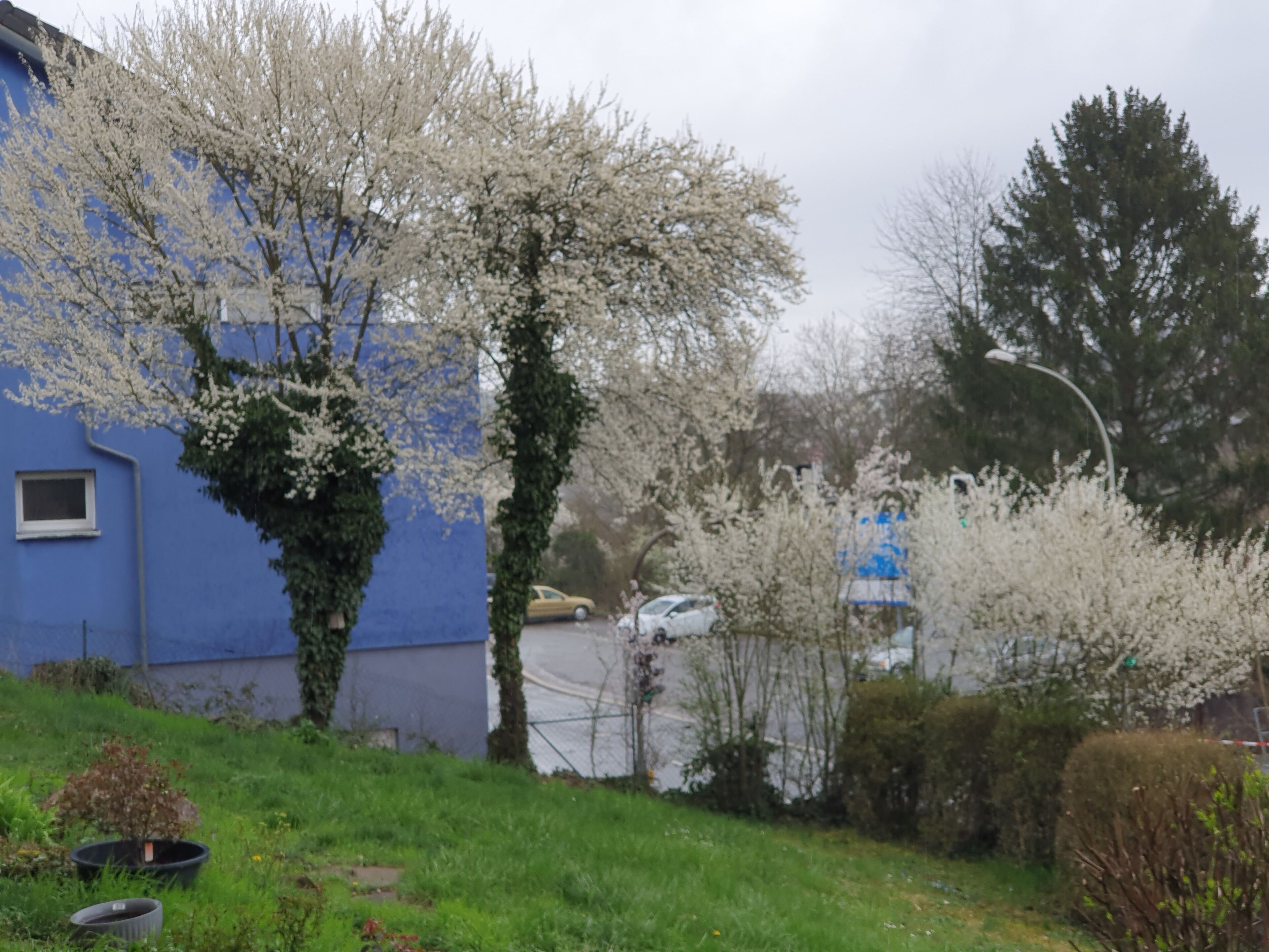 A residential area with a blue building, cherry blossom trees, and a street with parked cars.