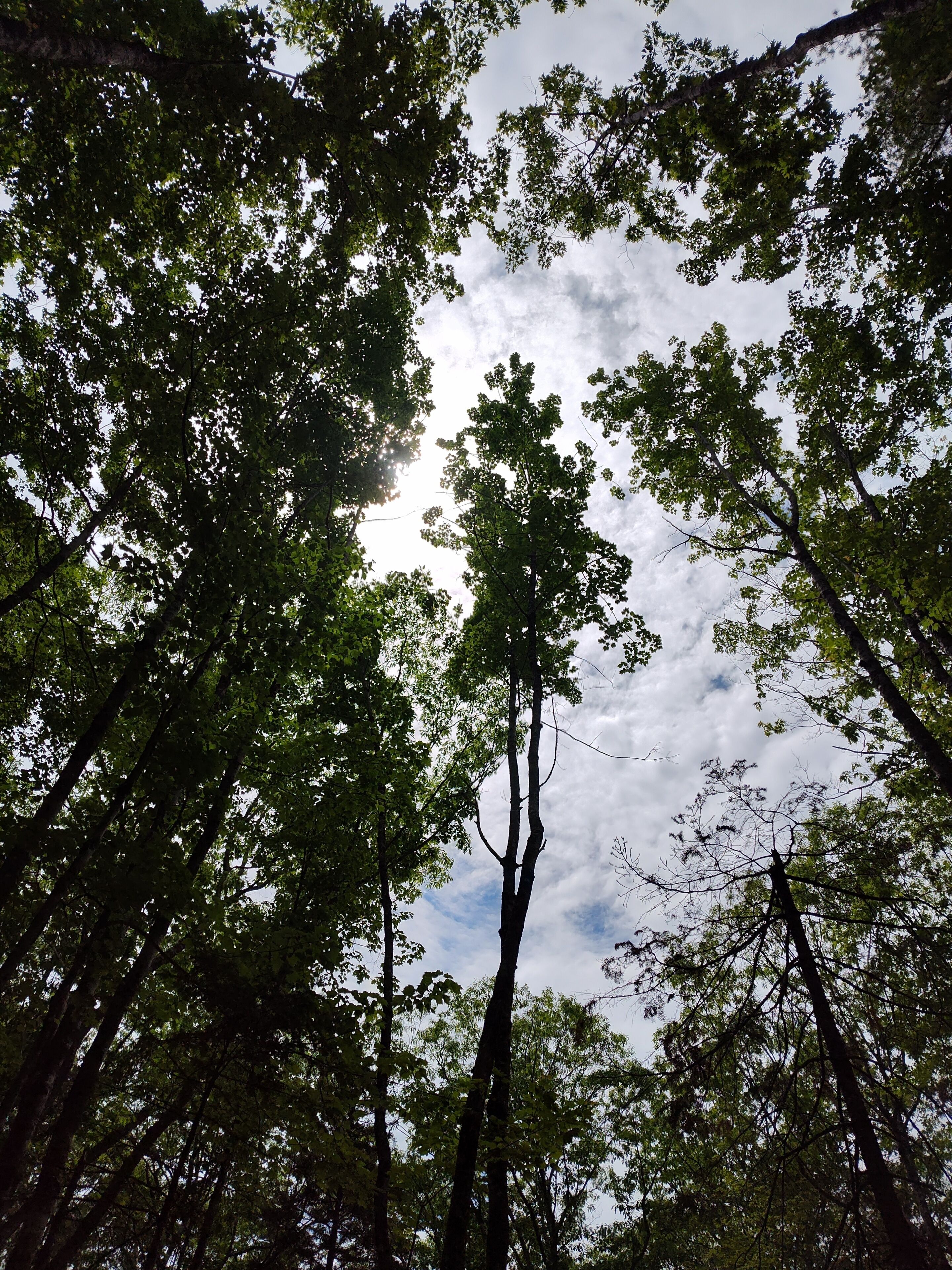 Un bosque con árboles altos y un cielo nublado.