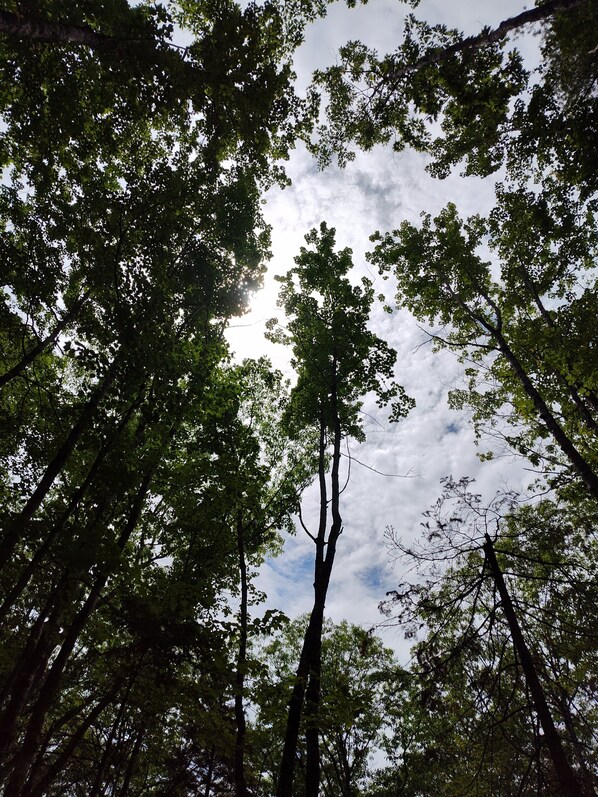 A forest with tall trees and a cloudy sky.