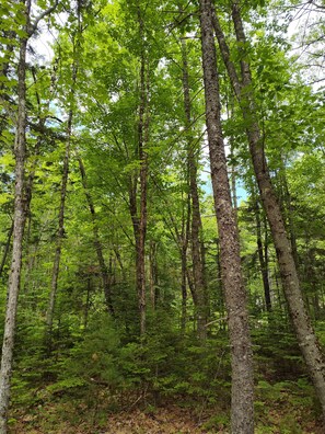 A dense forest with tall trees and a ground covered in ferns.