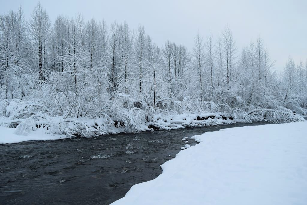 A river flowing through a snowy landscape with dense trees on both sides.
