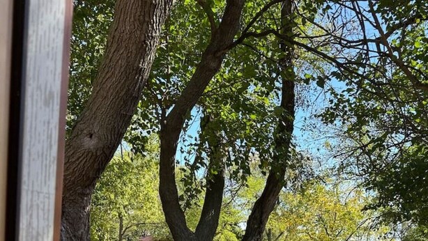 A wooden deck with a wicker chair and a small table, surrounded by trees and a dirt path. - Byrd Homestead - Hill Top (Carmen)