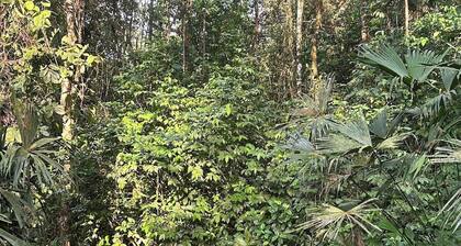 Jungle Hideaway