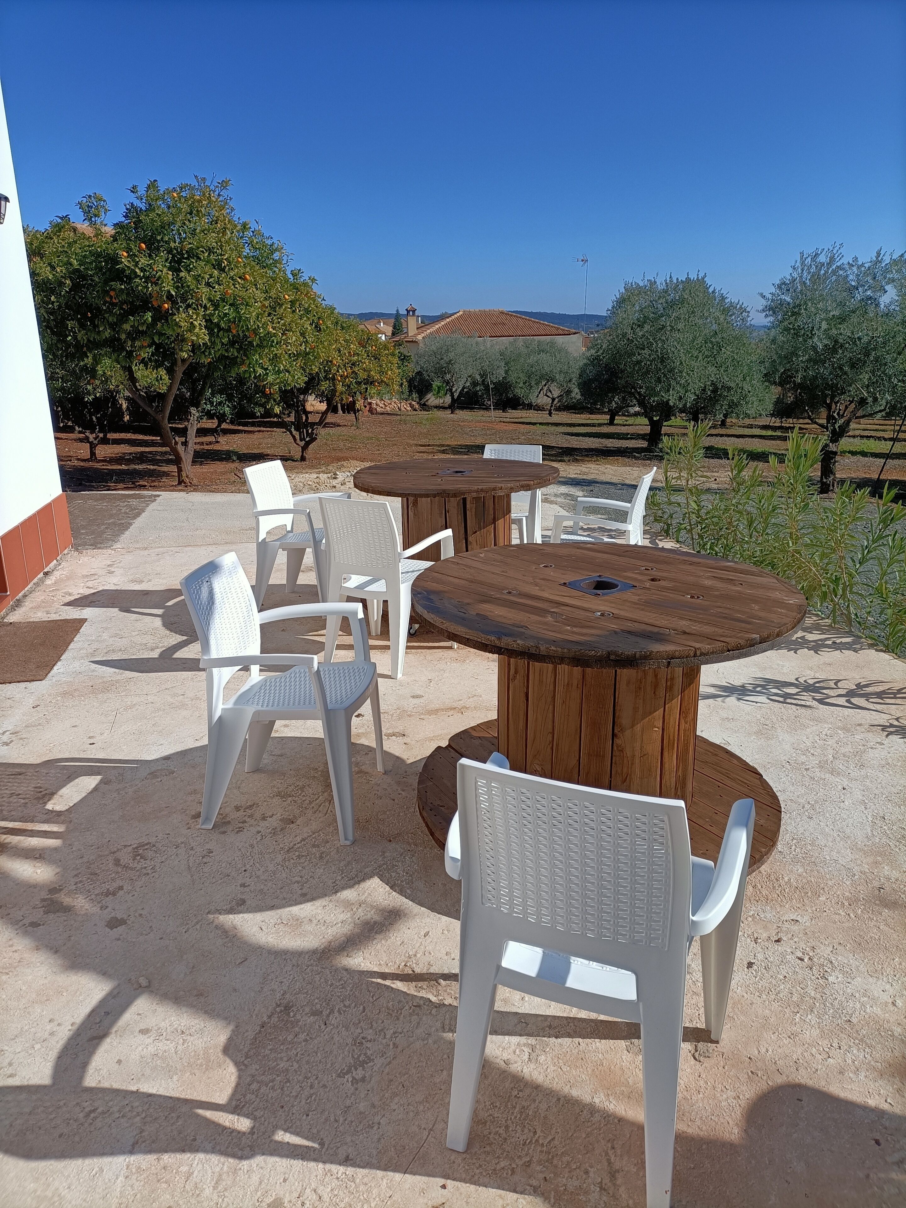 An outdoor seating area with round wooden tables and white plastic chairs, surrounded by olive trees and a clear sky.