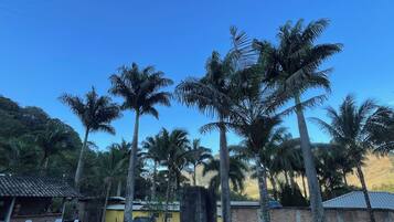 A residential area with a swimming pool, palm trees, and a brick wall.