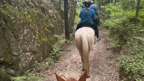 Un sendero en el bosque con un caballo y un jinete.