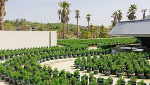 A rooftop garden with potted plants and palm trees.
