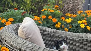 En flätstol med en kudde, omgiven av tagetesblommor.
