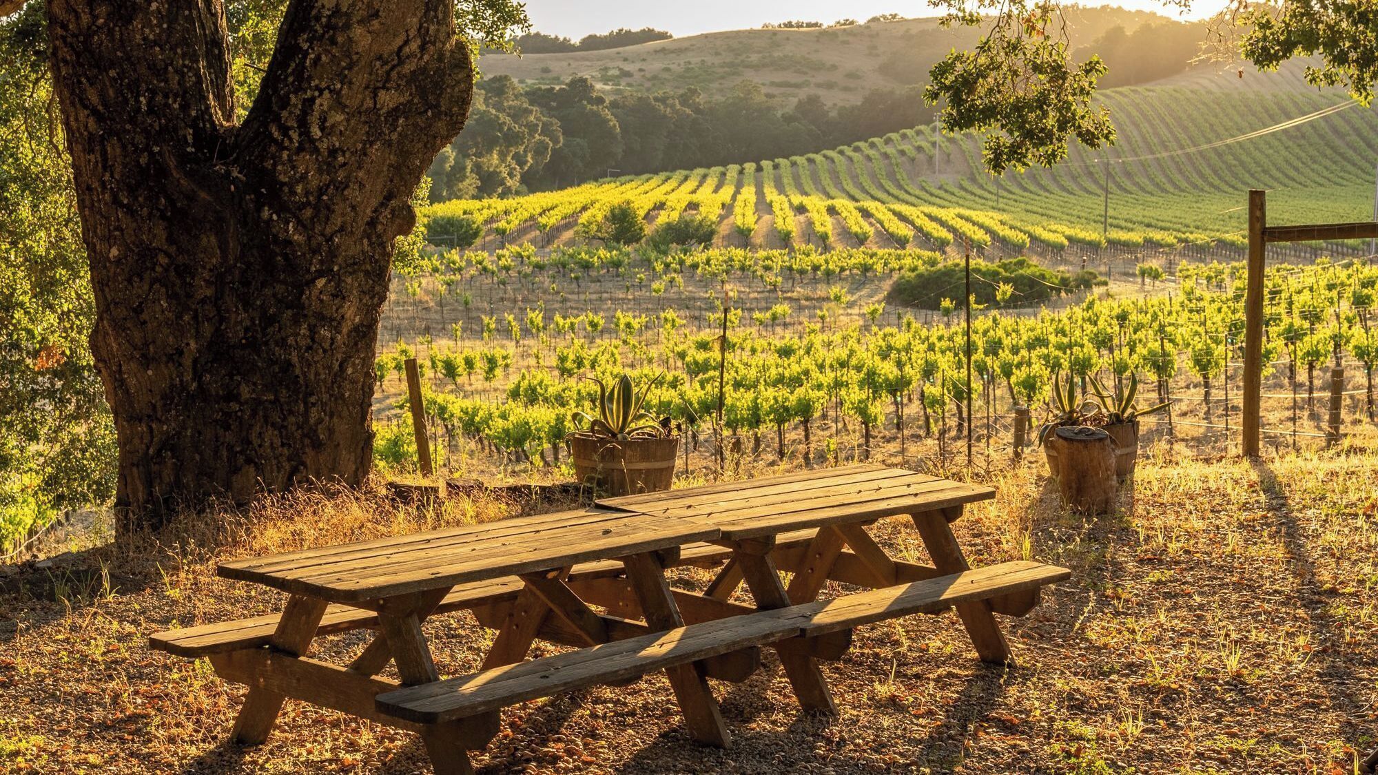 A wooden picnic table in a vineyard with rows of grapevines in the background.