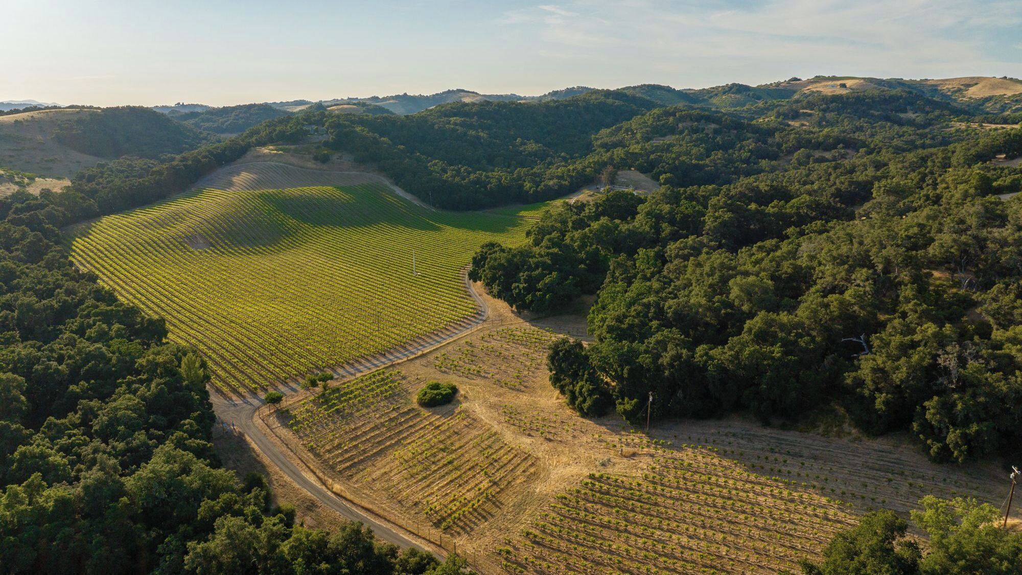 An aerial view of a vineyard with rows of grapevines and a dirt path.