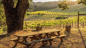 A wooden picnic table in a vineyard with rows of grapevines in the background. - Dunning Ranch Guest Suite Two by Avantstay 40 Acres + Vineyard Views Paso Robles Wine Country (Paso Robles)