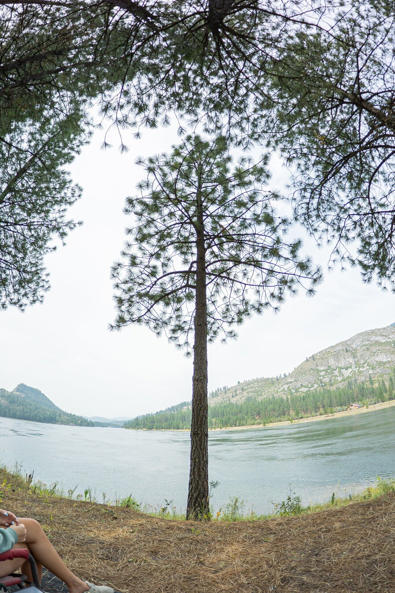 Un árbol junto a un lago, con una vista despejada del agua y colinas al fondo.