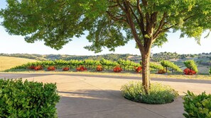 A vineyard with rows of grapevines and a tree in the foreground. - Krisyn Vineyards by Avantstay Private Pool + Spa Templeton Wine Country (Templeton)