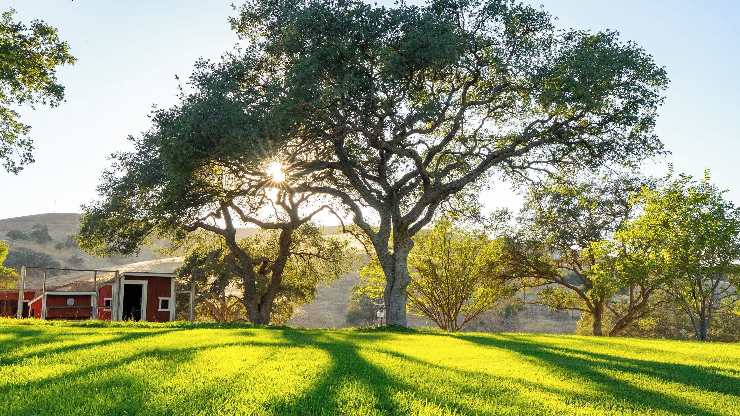 A large tree with a barn in the foreground.