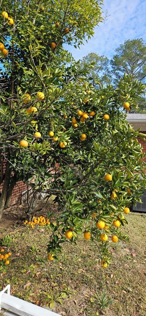 A tree with numerous yellow fruits, likely lemons, in a grassy area with a brick wall and a building in the background. - Open floor-plan - Large Covered Patio - Kitchen Island - 5 beds (Dothan)