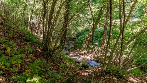 A forested area with a stream, dense foliage, and a rocky terrain. - Clubhouse, La Botte (The Barrel Cabin), Il Rifugio (The Retreat) (CADEGLIANO VICONAGO)