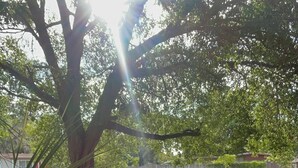 Un árbol grande con un área verde al frente y una cerca al fondo.