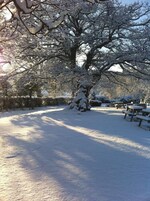 Un parque cubierto de nieve con un árbol grande y mesas de picnic.