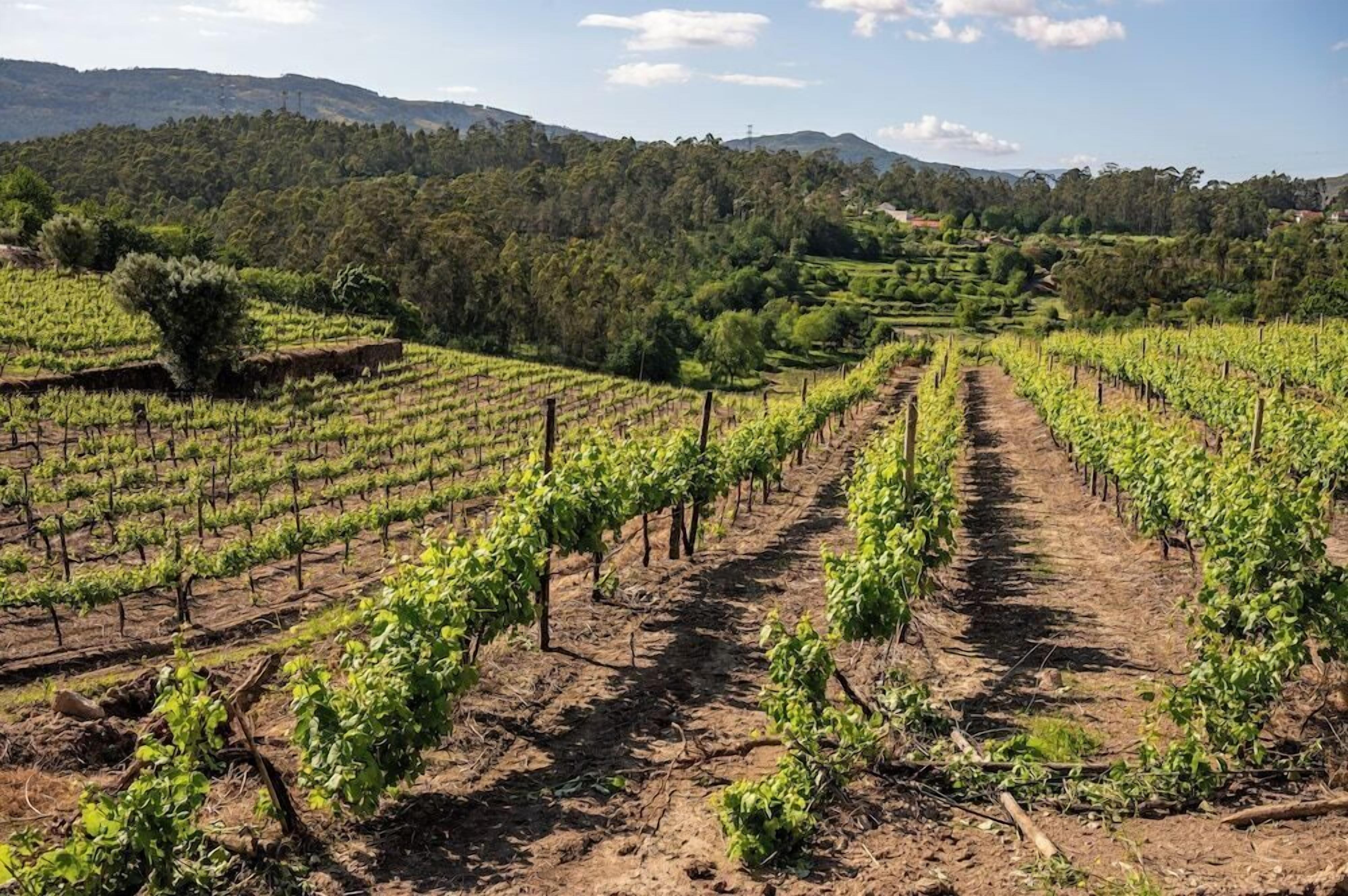 Un vignoble avec des rangées de vignes.