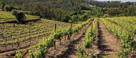 Un vignoble avec des rangées de vignes.