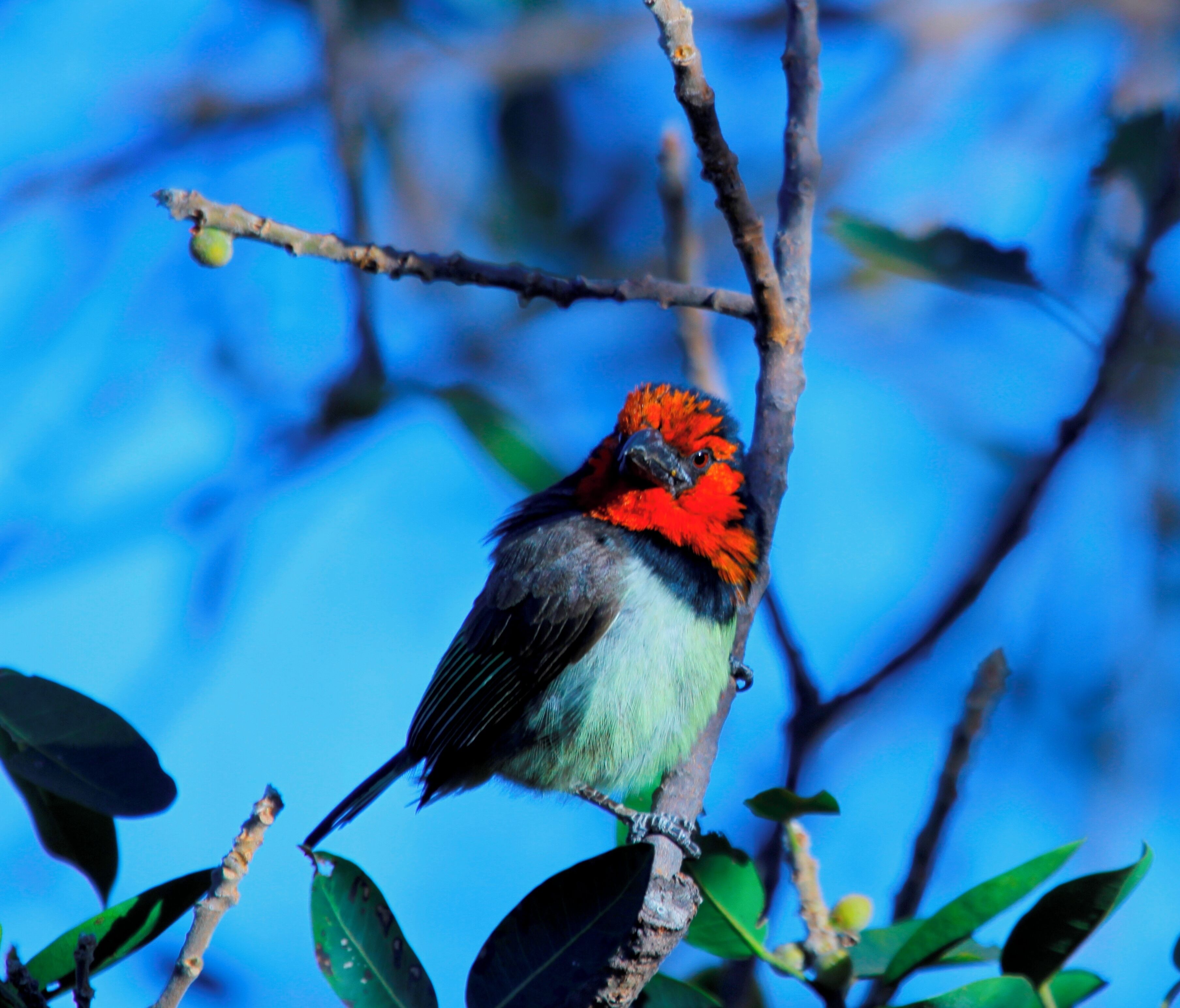Un oiseau était perché sur une branche, avec un ciel bleu clair en arrière-plan.