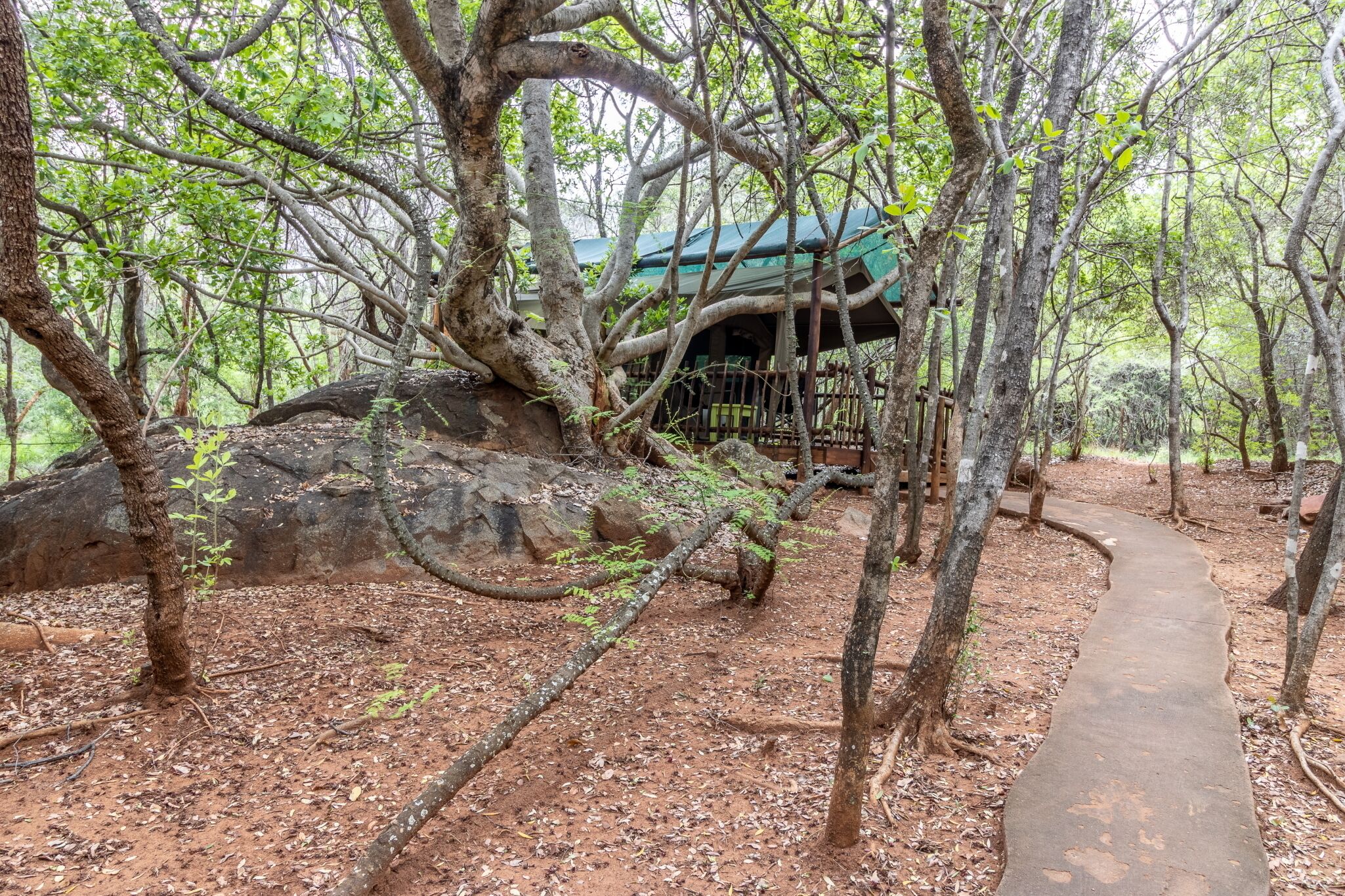 Un área boscosa con un sendero de tierra que lleva a una estructura de techo verde.