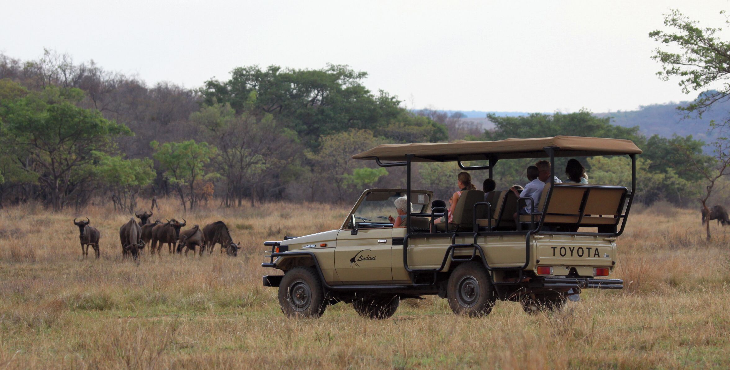 A safari vehicle with passengers observing wildlife.