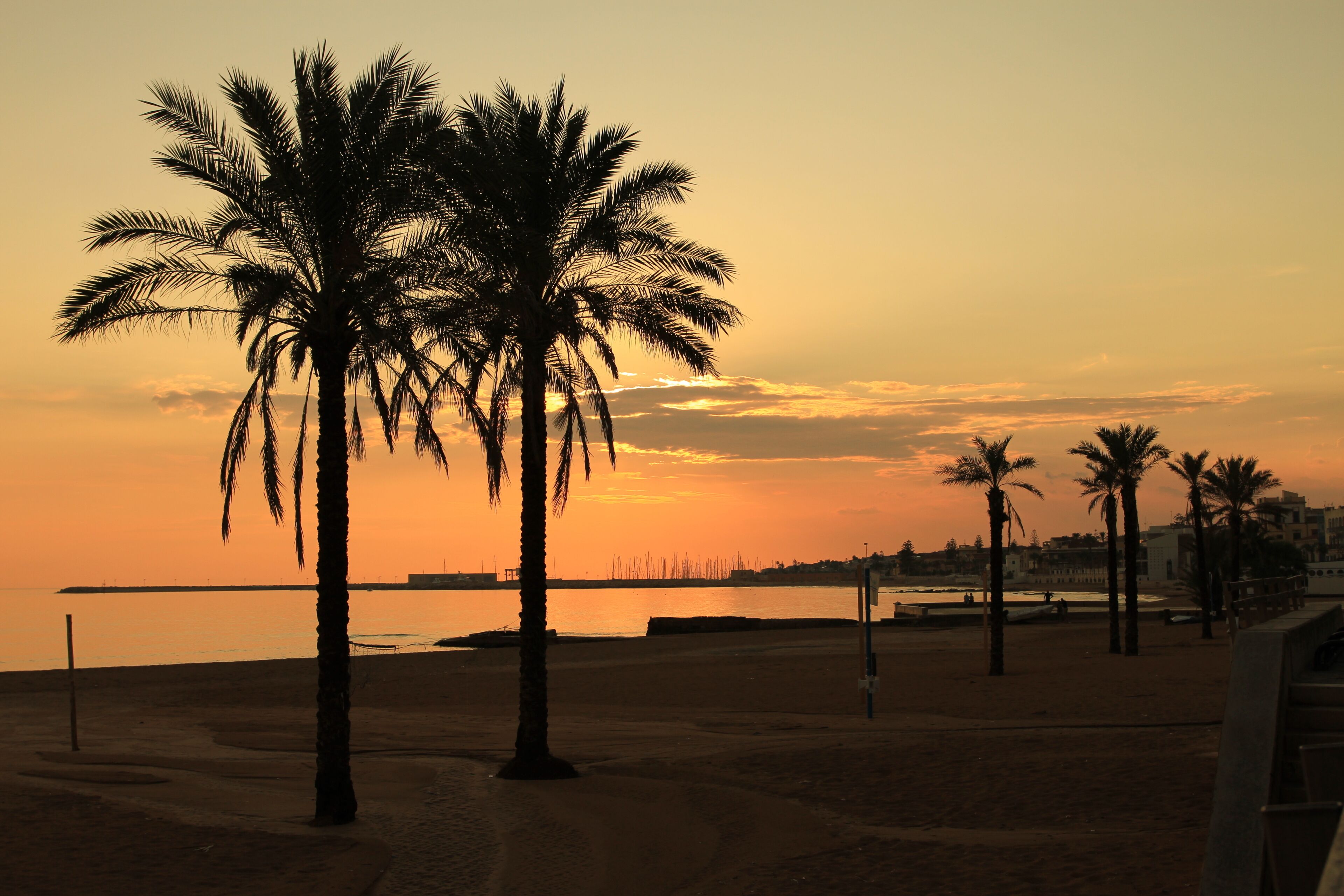 A beach scene with palm trees and a sunset.