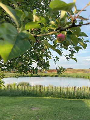 Ein Baum mit grünen Blättern und einigen roten Früchten, ein Gewässer und eine Wiese mit einem Holzzaun.