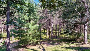 A forested area with a dirt path and green chairs. - Adventure Bay | Dock, Kayaks, Firepit & Game Room (Friendship)