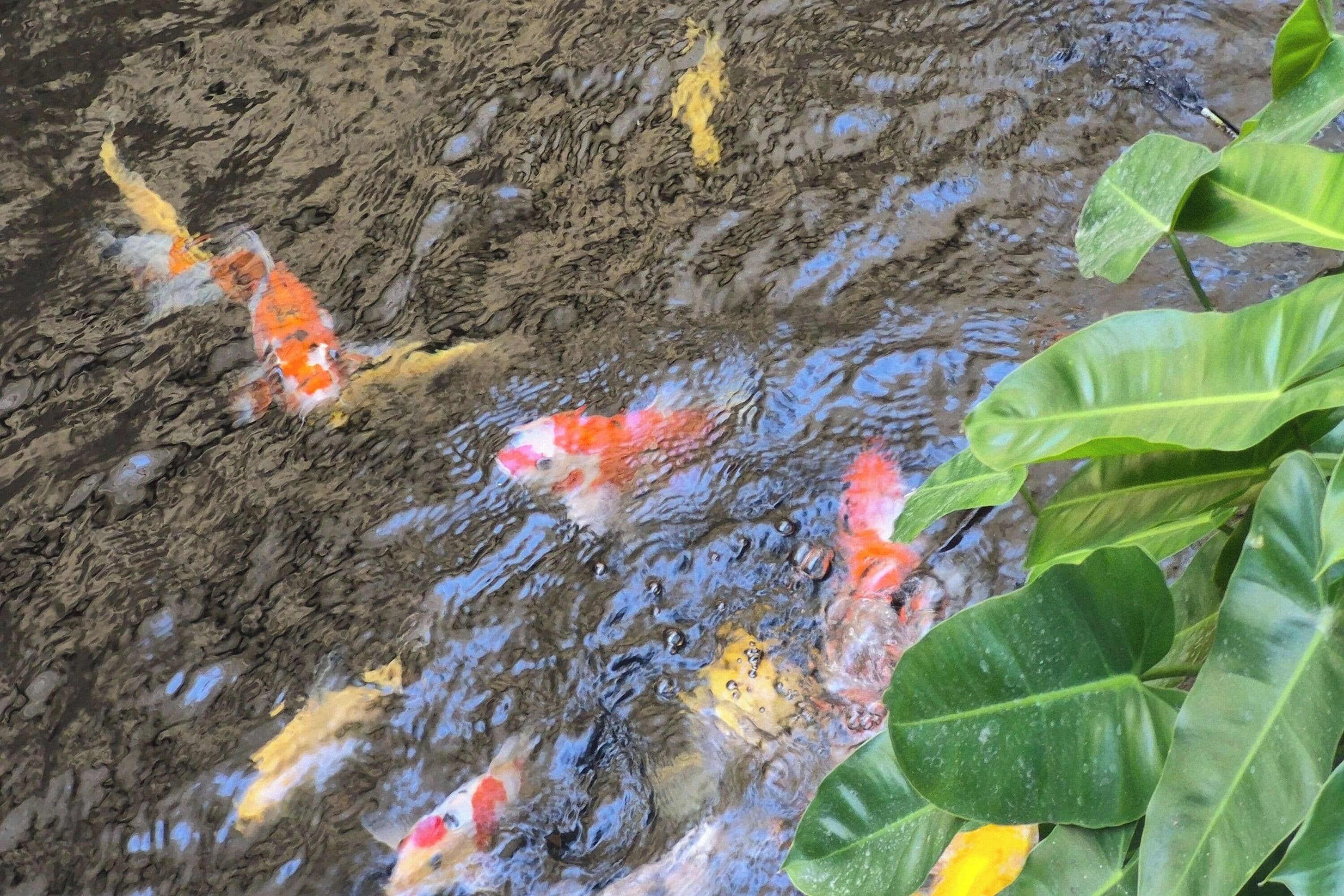 A koi pond with fish and green foliage.