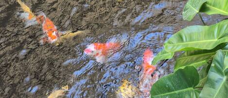 A koi pond with fish and green foliage.