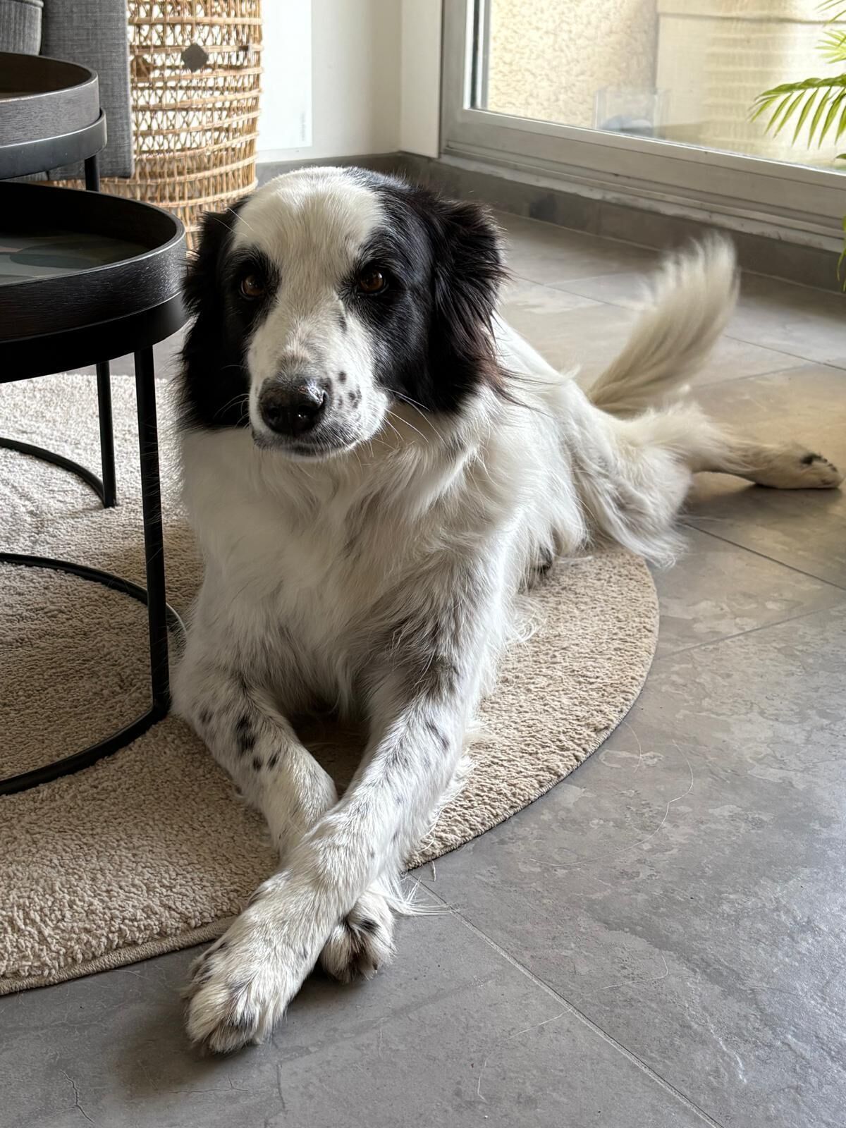 Ein Hund liegt auf einem runden Teppich in einem Raum mit gefliestem Boden und einem runden Tisch.